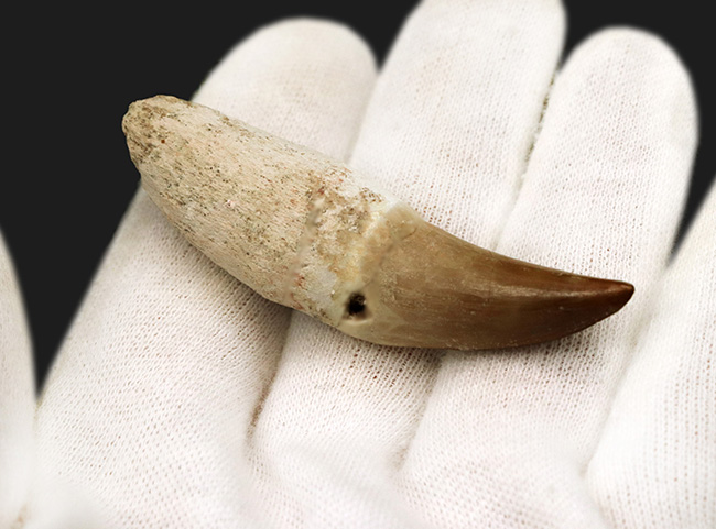 白亜紀後期の海の暴れん坊、モササウルス(Mosasaurus)の歯根付きの歯化石(その4)