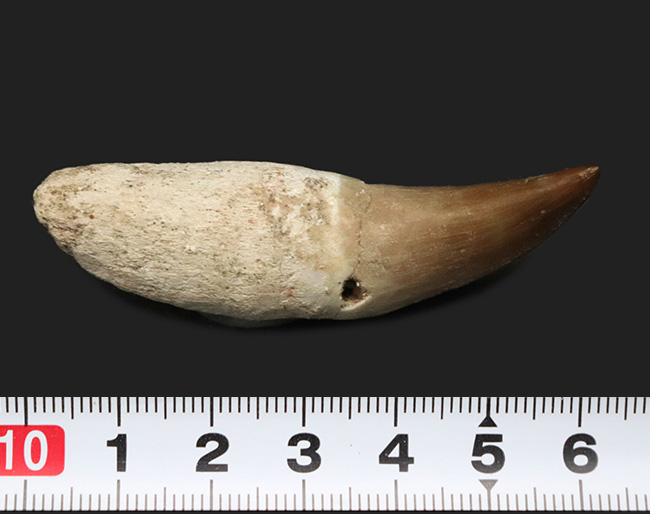 白亜紀後期の海の暴れん坊、モササウルス(Mosasaurus)の歯根付きの歯化石(その6)
