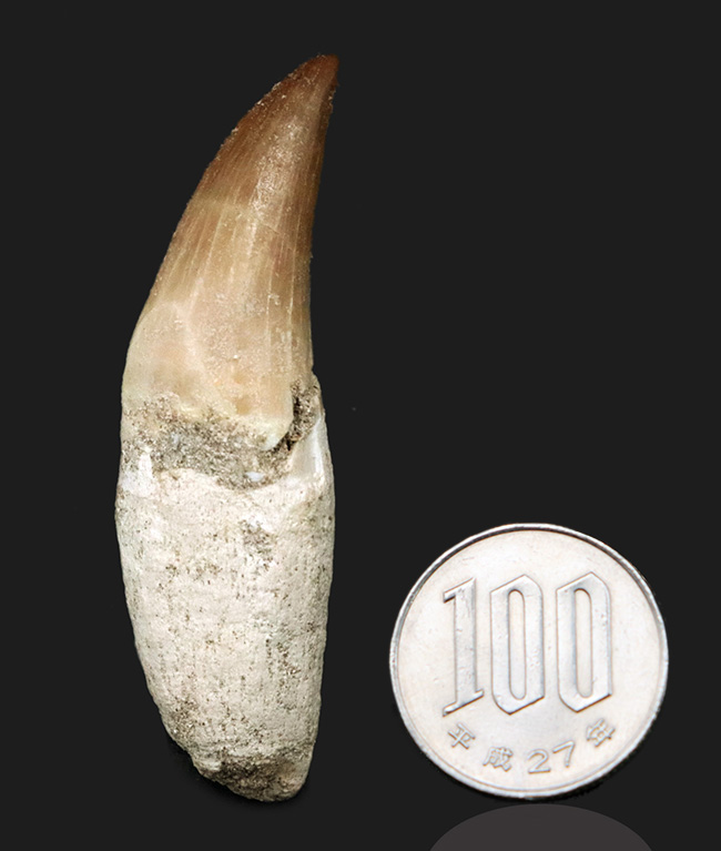 白亜紀後期の海の暴れん坊、モササウルス(Mosasaurus)の歯根付きの歯化石(その7)