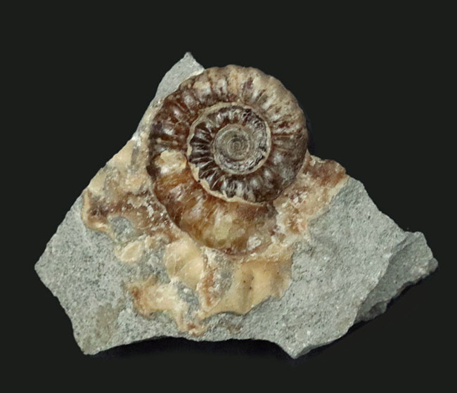 母岩が台座の代わりに!イングランド・ドーセット産のメノウ化したプロミクロセラス(Promicroceras)の母岩付き標本(その1)