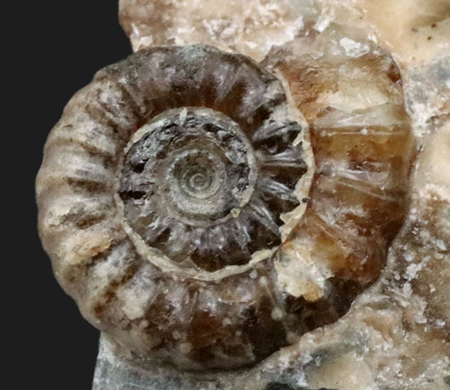 母岩が台座の代わりに!イングランド・ドーセット産のメノウ化したプロミクロセラス(Promicroceras)の母岩付き標本(その2)