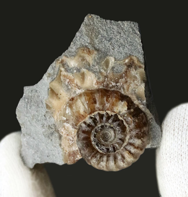 母岩が台座の代わりに!イングランド・ドーセット産のメノウ化したプロミクロセラス(Promicroceras)の母岩付き標本(その3)
