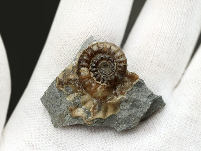母岩が台座の代わりに!イングランド・ドーセット産のメノウ化したプロミクロセラス(Promicroceras)の母岩付き標本(その4)