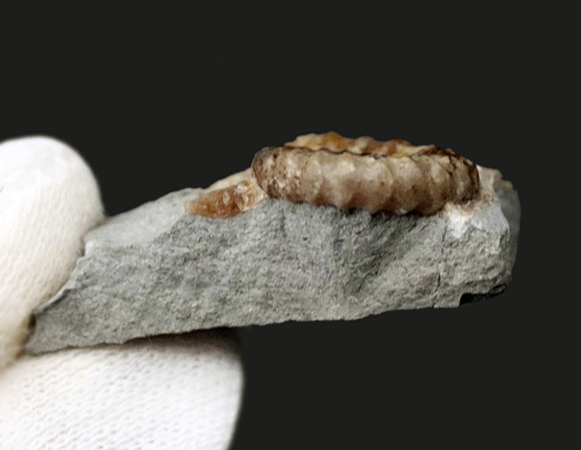 母岩が台座の代わりに!イングランド・ドーセット産のメノウ化したプロミクロセラス(Promicroceras)の母岩付き標本(その6)