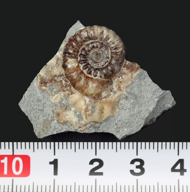 母岩が台座の代わりに!イングランド・ドーセット産のメノウ化したプロミクロセラス(Promicroceras)の母岩付き標本(その7)