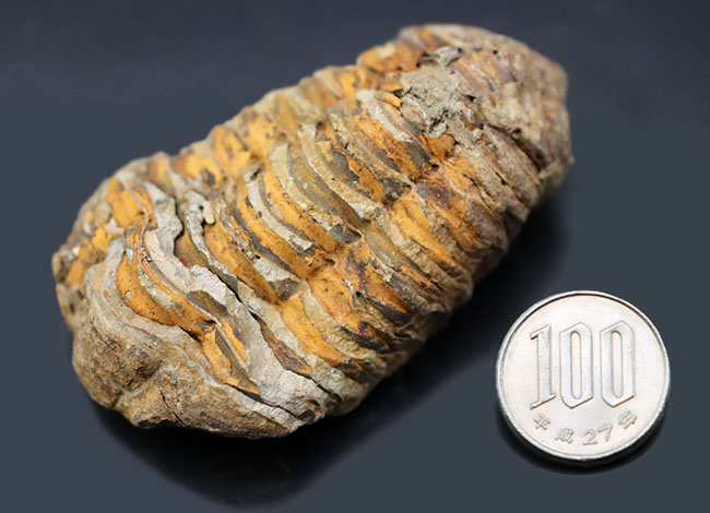 三葉虫のファーストコレクションにいかが?10センチ超えの大きなサイズ!モロッコ産三葉虫、カリメネ(その7)