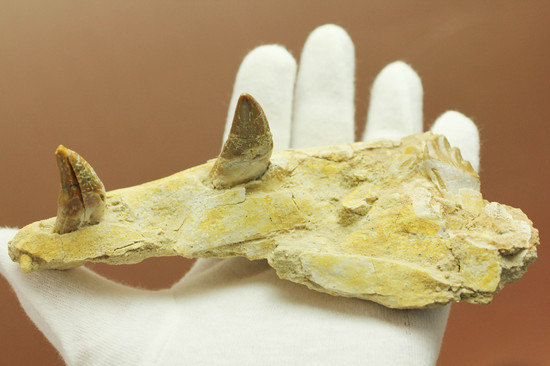 異歯性を確認できる、貴重な原始クジラの顎付き歯化石。価値が分かる人は挙手をお願いします！ 海のモンスター 販売化石販売の化石セブン　ティラノサウルスの歯化石はこちら