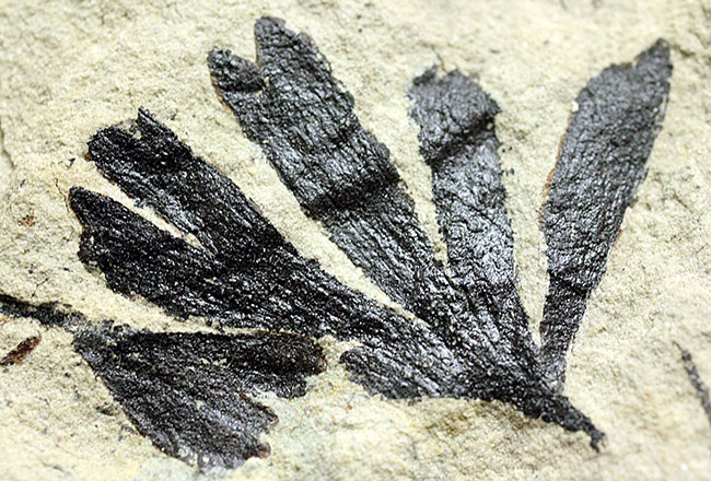 古代のイチョウ(Ginko huttoni)の葉の化石。きれいな輪郭。(その1)