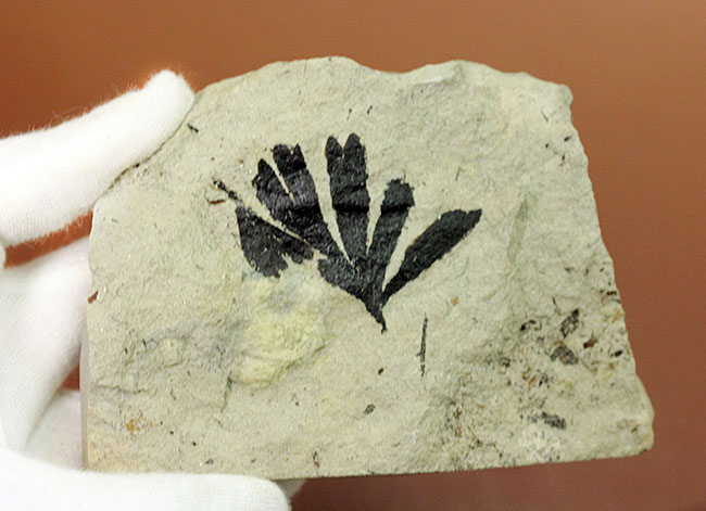 古代のイチョウ（Ginko huttoni）の葉の化石。きれいな輪郭。（その10）