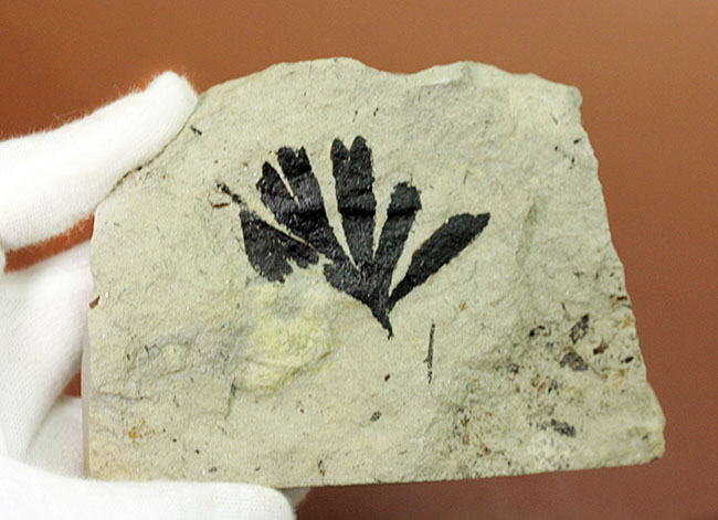 古代のイチョウ(Ginko huttoni)の葉の化石。きれいな輪郭。(その10)