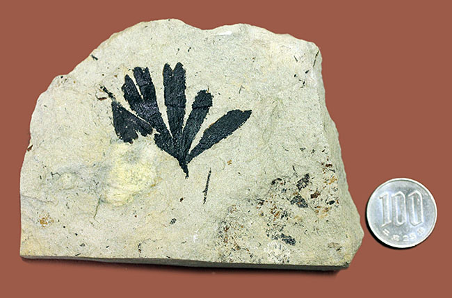 古代のイチョウ(Ginko huttoni)の葉の化石。きれいな輪郭。(その11)