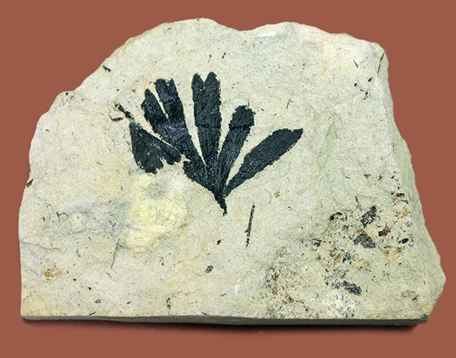 古代のイチョウ（Ginko huttoni）の葉の化石。きれいな輪郭。（その2）