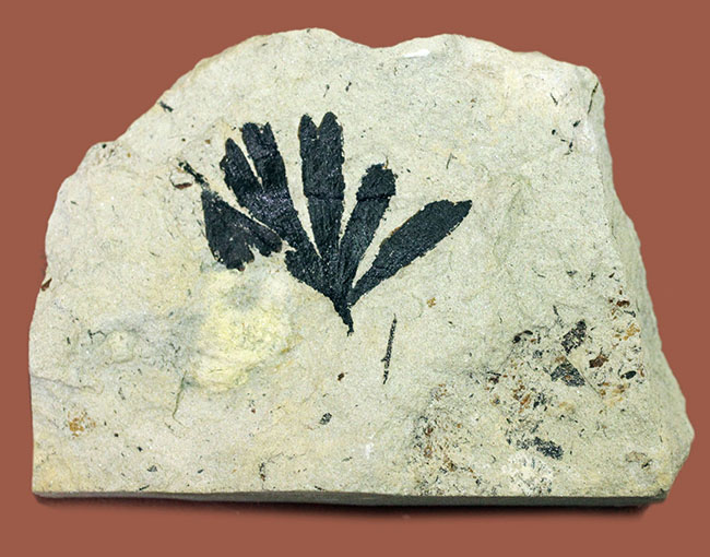 古代のイチョウ(Ginko huttoni)の葉の化石。きれいな輪郭。(その2)