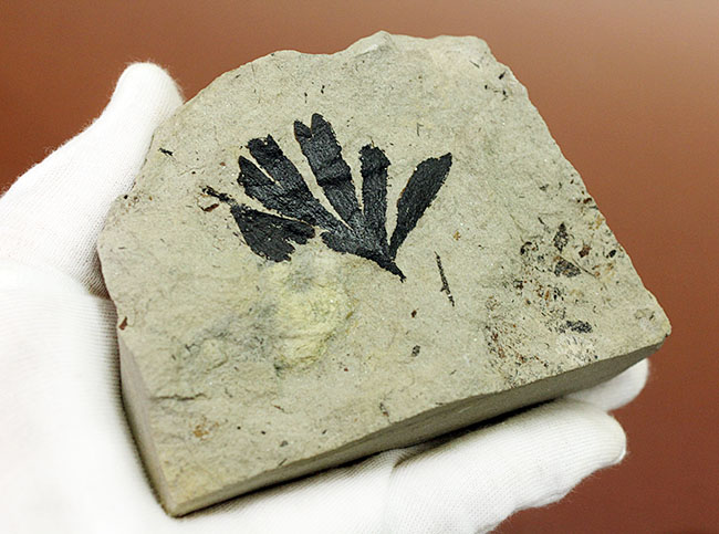 古代のイチョウ（Ginko huttoni）の葉の化石。きれいな輪郭。（その3）