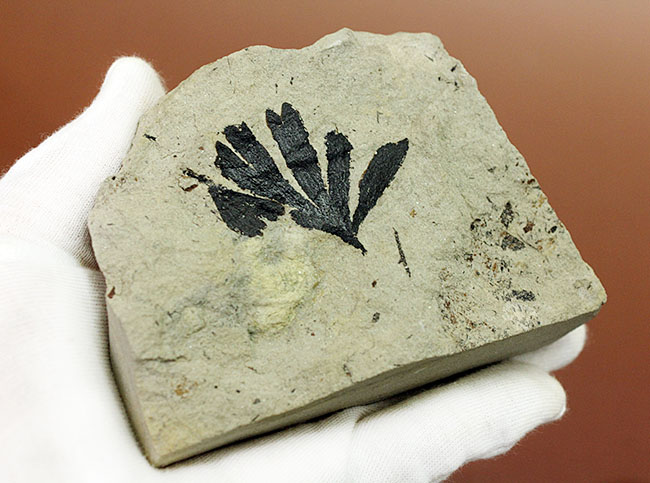 古代のイチョウ(Ginko huttoni)の葉の化石。きれいな輪郭。(その3)