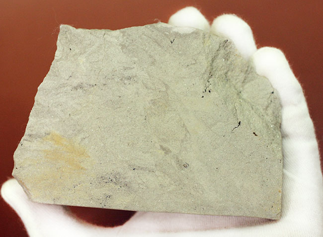 古代のイチョウ(Ginko huttoni)の葉の化石。きれいな輪郭。(その4)