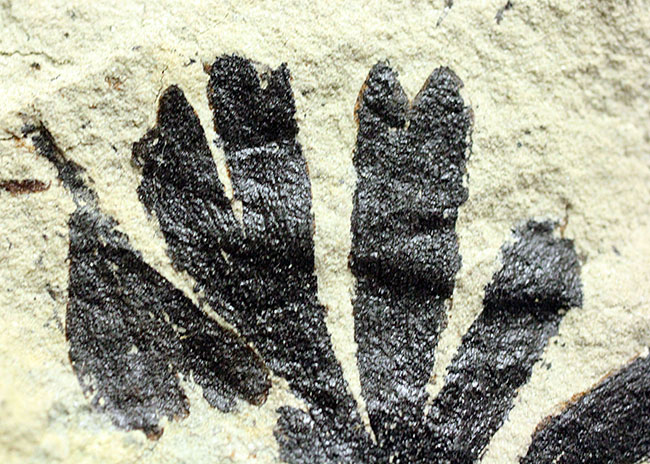 古代のイチョウ(Ginko huttoni)の葉の化石。きれいな輪郭。(その5)