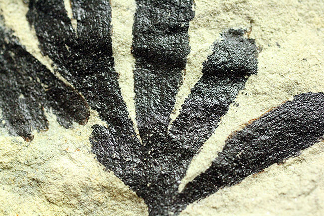 古代のイチョウ（Ginko huttoni）の葉の化石。きれいな輪郭。（その6）