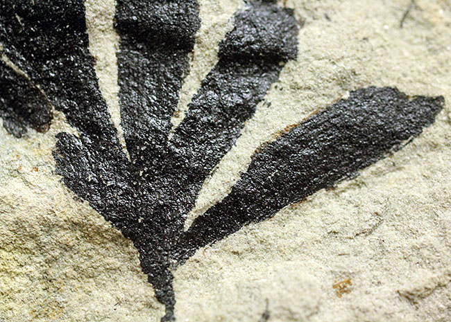 古代のイチョウ（Ginko huttoni）の葉の化石。きれいな輪郭。（その7）