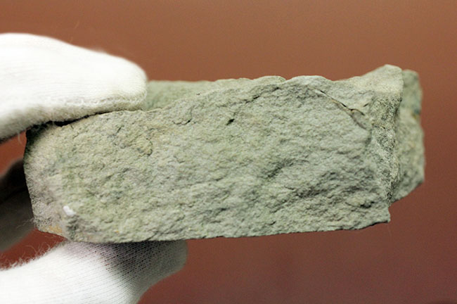 古代のイチョウ（Ginko huttoni）の葉の化石。きれいな輪郭。（その8）
