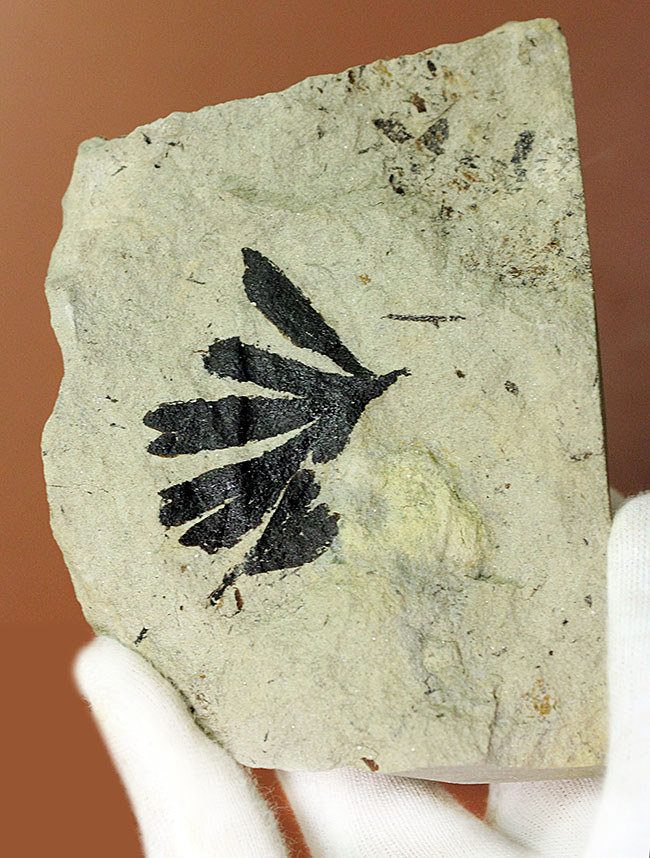 古代のイチョウ(Ginko huttoni)の葉の化石。きれいな輪郭。(その9)