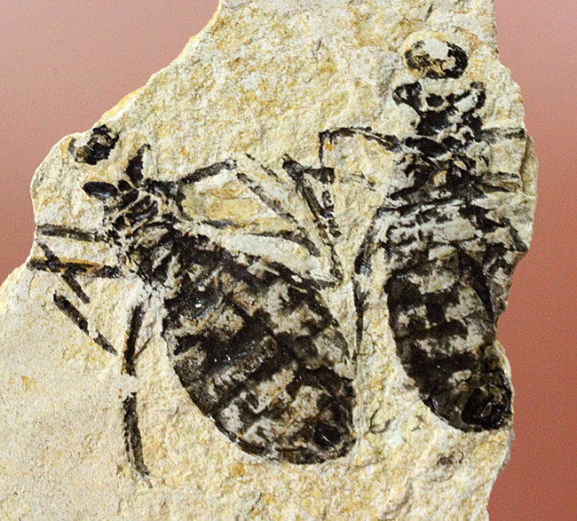 絶滅ヤゴ、リベラ・ドリス(Libellula doris)のマルチプレート標本。全身が残された上質品。(その1)