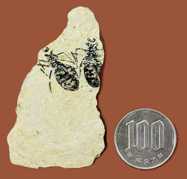 絶滅ヤゴ、リベラ・ドリス(Libellula doris)のマルチプレート標本。全身が残された上質品。(その10)