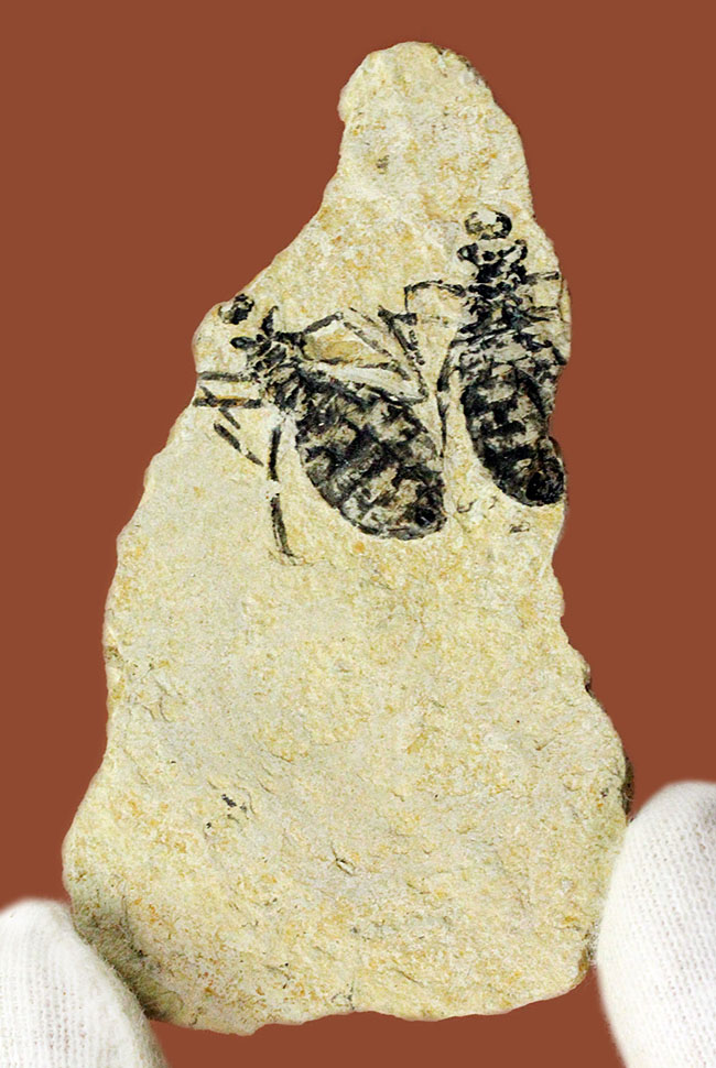 絶滅ヤゴ、リベラ・ドリス（Libellula doris）のマルチプレート標本。全身が残された上質品。（その2）
