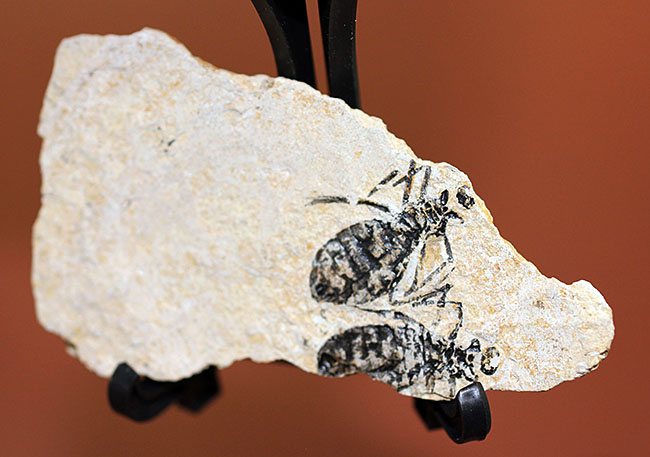 絶滅ヤゴ、リベラ・ドリス(Libellula doris)のマルチプレート標本。全身が残された上質品。(その3)
