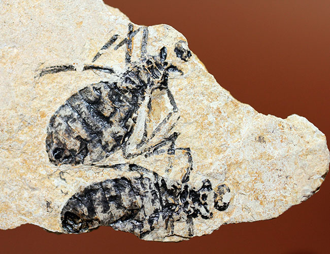 絶滅ヤゴ、リベラ・ドリス(Libellula doris)のマルチプレート標本。全身が残された上質品。(その4)