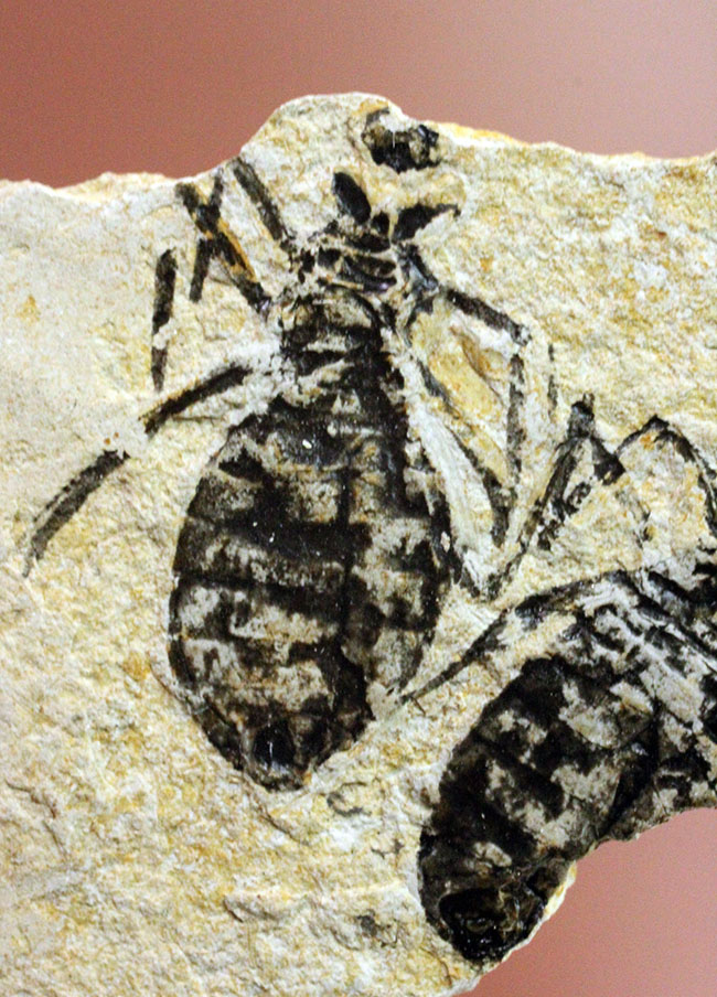 絶滅ヤゴ、リベラ・ドリス(Libellula doris)のマルチプレート標本。全身が残された上質品。(その5)