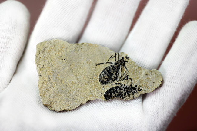 絶滅ヤゴ、リベラ・ドリス(Libellula doris)のマルチプレート標本。全身が残された上質品。(その6)