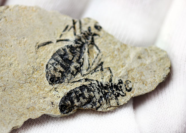 絶滅ヤゴ、リベラ・ドリス(Libellula doris)のマルチプレート標本。全身が残された上質品。(その7)