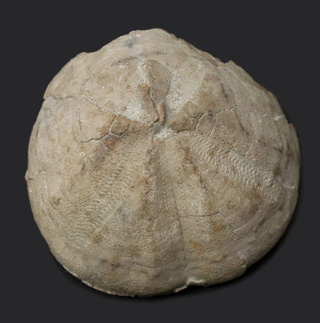 マニアックシリーズ!日本の古代の絶滅ウニ、その名もムカシブンブク(Linthia nipponica)(その1)