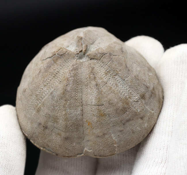 マニアックシリーズ!日本の古代の絶滅ウニ、その名もムカシブンブク(Linthia nipponica)(その2)