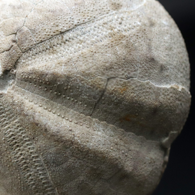 マニアックシリーズ!日本の古代の絶滅ウニ、その名もムカシブンブク(Linthia nipponica)(その3)