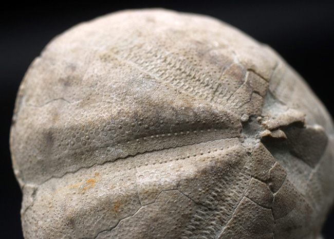 マニアックシリーズ!日本の古代の絶滅ウニ、その名もムカシブンブク(Linthia nipponica)(その4)