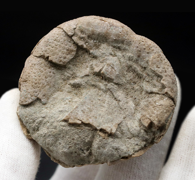 マニアックシリーズ!日本の古代の絶滅ウニ、その名もムカシブンブク(Linthia nipponica)(その5)