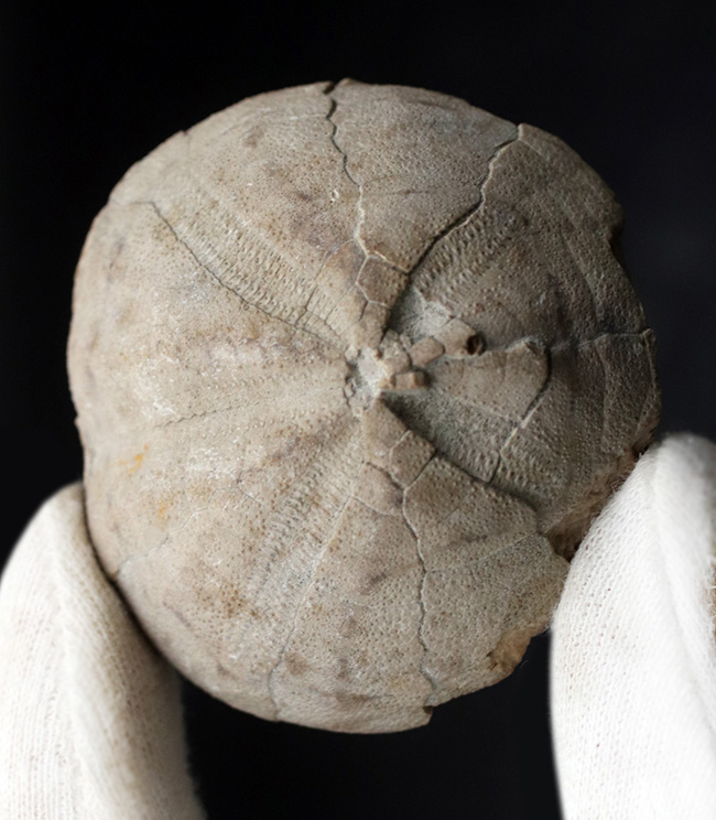 マニアックシリーズ!日本の古代の絶滅ウニ、その名もムカシブンブク(Linthia nipponica)(その6)