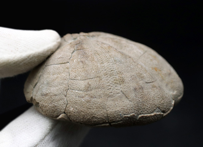 マニアックシリーズ!日本の古代の絶滅ウニ、その名もムカシブンブク(Linthia nipponica)(その7)