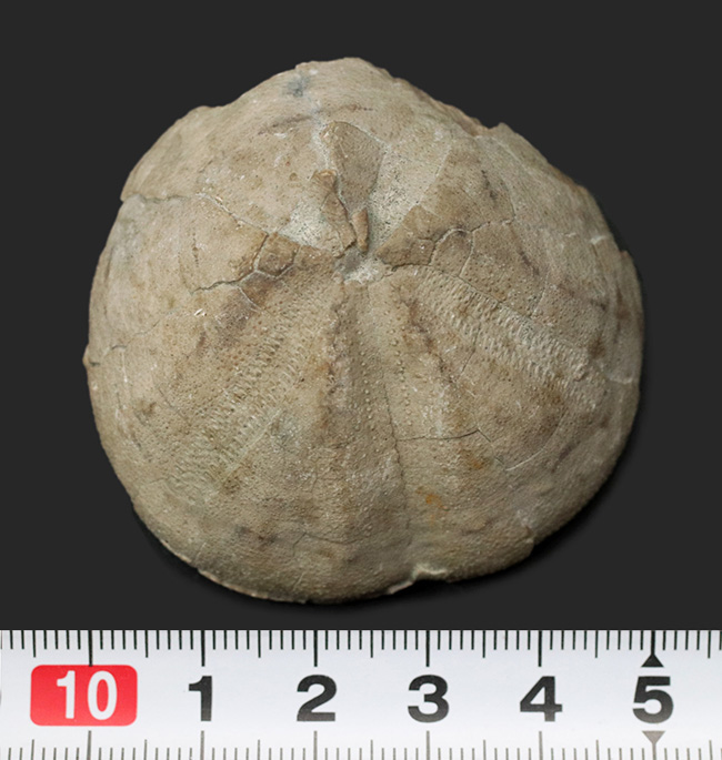 マニアックシリーズ!日本の古代の絶滅ウニ、その名もムカシブンブク(Linthia nipponica)(その8)