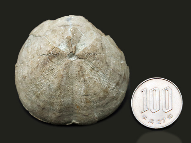 マニアックシリーズ!日本の古代の絶滅ウニ、その名もムカシブンブク(Linthia nipponica)(その9)