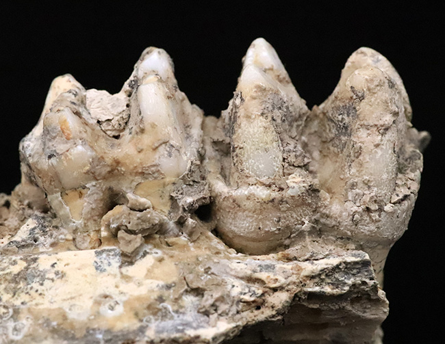 第四紀更新世中期、キプロス島産・絶滅小型カバ類ファノウリオス・ミノール（Phanourios minor）の歯化石（その2）