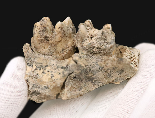 第四紀更新世中期、キプロス島産・絶滅小型カバ類ファノウリオス・ミノール（Phanourios minor）の歯化石（その3）