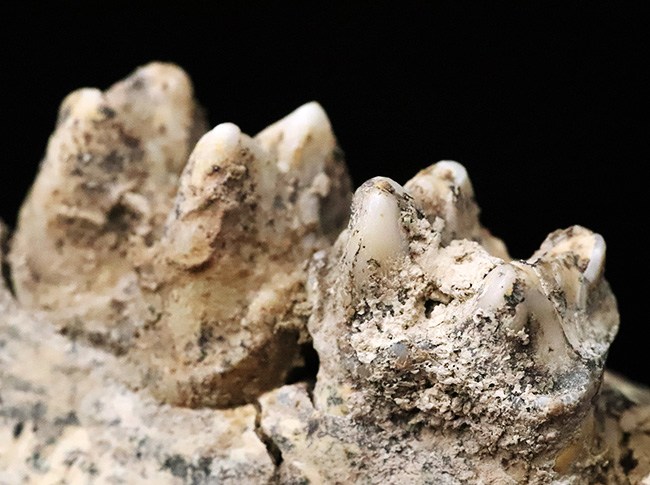 第四紀更新世中期、キプロス島産・絶滅小型カバ類ファノウリオス・ミノール（Phanourios minor）の歯化石（その4）
