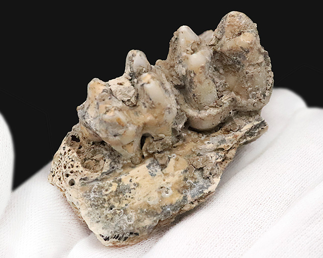 第四紀更新世中期、キプロス島産・絶滅小型カバ類ファノウリオス・ミノール（Phanourios minor）の歯化石（その5）
