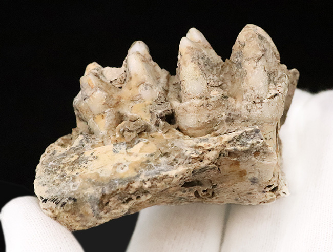 第四紀更新世中期、キプロス島産・絶滅小型カバ類ファノウリオス・ミノール（Phanourios minor）の歯化石（その6）
