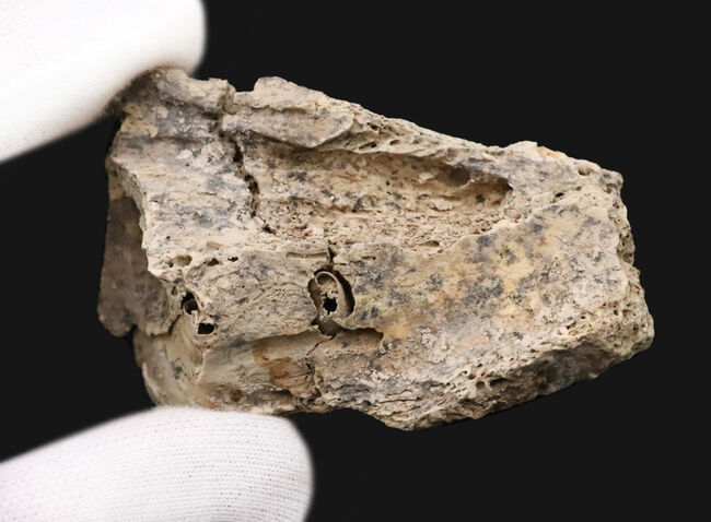 第四紀更新世中期、キプロス島産・絶滅小型カバ類ファノウリオス・ミノール（Phanourios minor）の歯化石（その7）