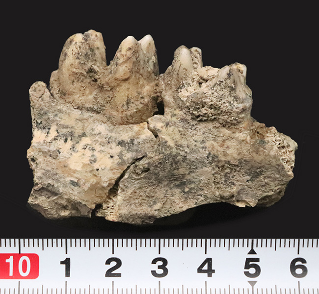 第四紀更新世中期、キプロス島産・絶滅小型カバ類ファノウリオス・ミノール（Phanourios minor）の歯化石（その8）