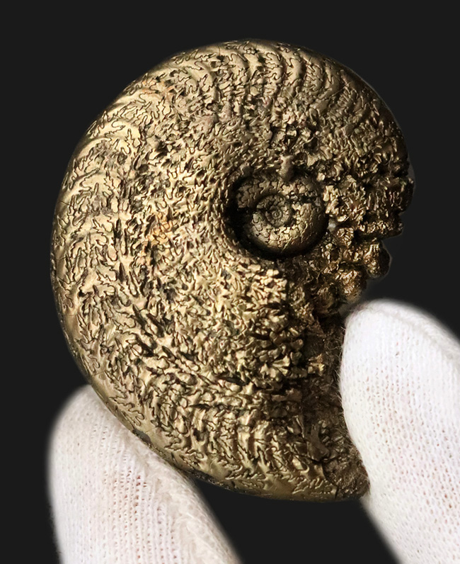 人気のフランス・アヴェロン産のパイライトアンモナイトです。好サイズ・状態良好な、上質標本（その1）